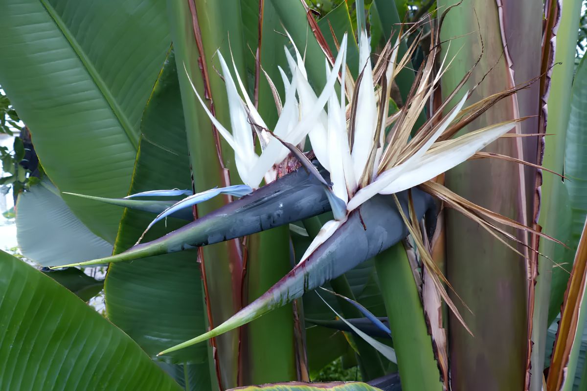 Strelitzia alba.jpg